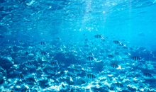 画像をギャラリービューアに読み込む, 【本格派水中カメラ🌊】NIKONOS IV-A + W-Nikkor 35mm F2.5 一眼レフフィルムカメラ📷✨