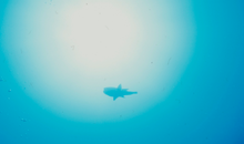 画像をギャラリービューアに読み込む, 【本格派水中カメラ🌊】NIKONOS IV-A + W-Nikkor 35mm F2.5 一眼レフフィルムカメラ📷✨