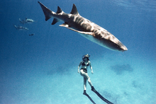 画像をギャラリービューアに読み込む, 【本格派水中カメラ🌊】NIKONOS IV-A + W-Nikkor 35mm F2.5 一眼レフフィルムカメラ📷✨