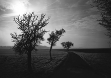 画像をギャラリービューアに読み込む, ライカ Leica 35mmモノクロームフィルム 36枚撮り ライカ MONOPAN 50 ✨ライカ100周年記念フィルム✨1本売り