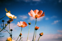 画像をギャラリービューアに読み込む, harman/kardon PHOENIX II 200 カラーネガフィルム 36枚撮り 【期限内/海外フィルム✈️】1本売り