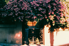 画像をギャラリービューアに読み込む, harman/kardon PHOENIX II 200 カラーネガフィルム 36枚撮り 【期限内/海外フィルム✈️】1本売り