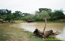 画像をギャラリービューアに読み込む, RETOCOLOR PRISM 200/400 カラーネガフィルム 36枚撮り 【期限内/海外フィルム✈️】1本売り