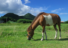 Load image into Gallery viewer, RICOH WG-7❗️SDカード対応 アウトドアデジタルカメラ【美品✨完動品❗️】