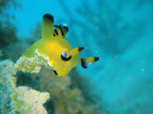 Load image into Gallery viewer, RICOH WG-7❗️SDカード対応 アウトドアデジタルカメラ【美品✨完動品❗️】