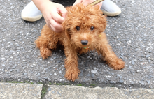 Load image into Gallery viewer, FUJIFILM FinePix JX700 ✨未使用❗️CCDオールドコンデジ📸【完動品】