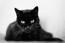 画像をギャラリービューアに読み込む, ILFORD HP5 PLUS(35mm・モノクロ)36枚撮り ✈️海外フィルム|限定レトロデザイン・1本売り