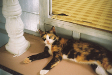 画像をギャラリービューアに読み込む, FUJICA GA|希少❗️明るいF2.8レンズ搭載✨ わずか270gの超軽量フィルムカメラ【完動品】