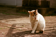 画像をギャラリービューアに読み込む, 🎄 SantaColor サンタカラー100(35mmフィルム) カラーネガフィルム 36枚撮り【期限内/海外フィルム✈️】1本売り