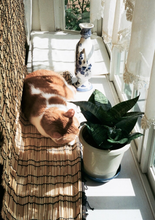 画像をギャラリービューアに読み込む, Canon Demi EE-17|後塗りブラック塗装🐦⬛|ハーフサイズフィルムカメラ【完動品/希少✨】