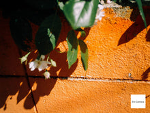 画像をギャラリービューアに読み込む, Casio EX-S1【完動品】▪️オールドコンデジ▪️デジタルカメラ