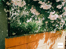 画像をギャラリービューアに読み込む, Casio EX-S1【完動品】▪️オールドコンデジ▪️デジタルカメラ