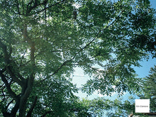 画像をギャラリービューアに読み込む, 【希少・完動品】CASIO EXILIM EX-M1 コカ・コーラ限定モデル|純正+新品バッテリー・SDカード付