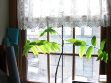 画像をギャラリービューアに読み込む, CASIO EX-V7【完動品】【美品】▪️オールドコンデジ▪️デジタルカメラ