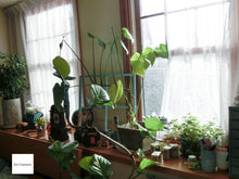 画像をギャラリービューアに読み込む, CASIO EX-ZR1100【希少❗️】【完動品】状態◎▪️オールドコンデジ▪️デジタルカメラ