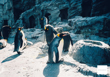 画像をギャラリービューアに読み込む, Canon AF35M【完動品】グリップ部分を本革に変更!