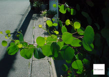 画像をギャラリービューアに読み込む, LEICA Digilux4.3【完動品】【美品❗️】【実写済み!】希少✨▪️オールドコンデジ▪️デジタルカメラ