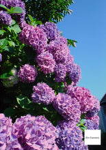 Load image into Gallery viewer, SONY Cyber-shot DSC-U20 CCD オールドコンデジ オレンジ🍊【希少❗️完動品】