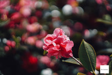 Load image into Gallery viewer, HELIOS-44M 58mmF2 ヘリオス【完動品】【実写済み❗️】ぐるぐるボケ🌀M42マウントレンズ(スクリューマウント)PENTAX SP,SPF,SV,SLなどに!