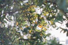 Load image into Gallery viewer, HELIOS-44M 58mmF2 ヘリオス【完動品】【実写済み❗️】ぐるぐるボケ🌀M42マウントレンズ(スクリューマウント)PENTAX SP,SPF,SV,SLなどに!