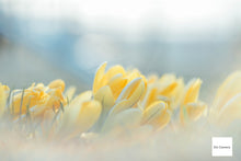 Load image into Gallery viewer, HELIOS-44M 58mmF2 ヘリオス【完動品】【実写済み❗️】ぐるぐるボケ🌀M42マウントレンズ(スクリューマウント)PENTAX SP,SPF,SV,SLなどに!