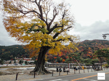 画像をギャラリービューアに読み込む, SONY DSC-T70【完動品】カールツァイスレンズ▪️オールドコンデジ▪️デジタルカメラ