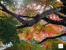 画像をギャラリービューアに読み込む, SONY DSC-W320 ライムグリーン【完動品】【美品❗️】▪️オールドコンデジ▪️デジタルカメラ