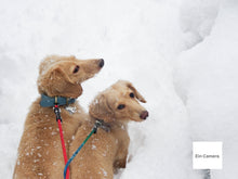 画像をギャラリービューアに読み込む, SONY DSC-W500【完動品】【希少❗️】【実写済み】CONTAXのような写り好きな方に❗️▪️オールドコンデジ▪️デジタルカメラ