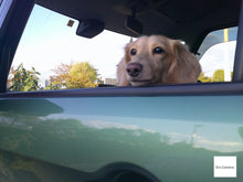 画像をギャラリービューアに読み込む, ROSEDECA DC301 ▪️デジタルカメラ▪️オールドコンデジ【完動品】【実写済み❗️】