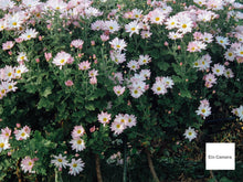 画像をギャラリービューアに読み込む, FUJIFILM FINEPIX A330【完動品】▪️オールドコンデジ▪️デジタルカメラ