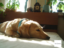 画像をギャラリービューアに読み込む, FUJIFILM FinePix 4700z【完動品】【希少✨】【未使用❗️】フルセット❗️▪️オールドコンデジ▪️デジタルカメラ