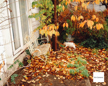 Load image into Gallery viewer, 📸 FUJIFILM FinePix 1500 【✨希少なコレクターズアイテム📼 】乾電池式🔋 美品❗️・専用カードリーダー付き💡オールドコンデジ