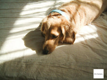 画像をギャラリービューアに読み込む, FUJIFILM FinePix 4700z【完動品】【希少✨】【未使用❗️】フルセット❗️▪️オールドコンデジ▪️デジタルカメラ