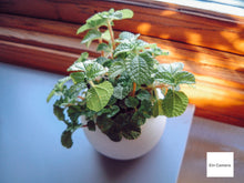 画像をギャラリービューアに読み込む, FUJIFILM FinePix 4700z【完動品】【実写済み❗️】【希少✨】▪️オールドコンデジ▪️デジタルカメラ