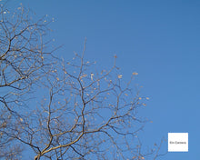 画像をギャラリービューアに読み込む, FUJIFILM FINEPIX1500【希少✨】【実写済み❗️】【完動品】▪️オールドコンデジ▪️デジタルカメラ