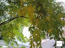 画像をギャラリービューアに読み込む, FUJIFILM FINEPIX A330【完動品】▪️オールドコンデジ▪️デジタルカメラ