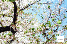 画像をギャラリービューアに読み込む, FUJIFILM XF1【希少❗️】【完動品】▪️オールドコンデジ▪️デジタルカメラ 状態◎