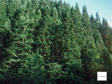 画像をギャラリービューアに読み込む, FUJIFILM FINEPIX Z300【完動品】【希少❗️】▪️オールドコンデジ▪️デジタルカメラ