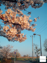 画像をギャラリービューアに読み込む, FUJIFILM FINEPIX A210【完動品】【実写済み❗️】▪️オールドコンデジ▪️デジタルカメラ