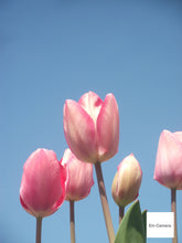 画像をギャラリービューアに読み込む, FUJIFILM FINEPIX JX180【完動品】▪️オールドコンデジ▪️デジタルカメラ