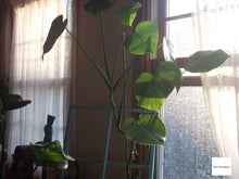 画像をギャラリービューアに読み込む, FUJIFILM FINEPIX JX180【完動品】▪️オールドコンデジ▪️デジタルカメラ