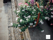 画像をギャラリービューアに読み込む, FUJIFILM FINEPIX XP50【完動品】【実写済み❗️】【防塵防滴・水陸両用カメラ】▪️オールドコンデジ▪️デジタルカメラ