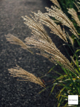 Load image into Gallery viewer, FUJIFILM