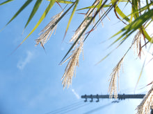 画像をギャラリービューアに読み込む, FUJIFILM X10【完動品】【豪華付属品セット❗️】状態◎▪️オールドコンデジ▪️デジタルカメラ