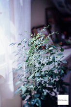 画像をギャラリービューアに読み込む, GIZMON Bokeh Lens 35mmF1.6 Cマウント【美品❗️】【実写済み❗️】FUJIミラーレス機にも!