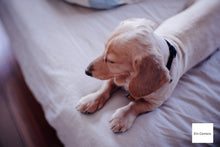 画像をギャラリービューアに読み込む, GIZMON Bokeh Lens 35mmF1.6 Cマウント【美品❗️】【実写済み❗️】FUJIミラーレス機にも!