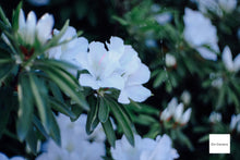 画像をギャラリービューアに読み込む, GIZMON Bokeh Lens 35mmF1.6 Cマウント【美品❗️】【実写済み❗️】FUJIミラーレス機にも!