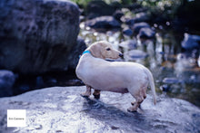 画像をギャラリービューアに読み込む, GIZMON Bokeh Lens 35mmF1.6 Cマウント【美品❗️】【実写済み❗️】FUJIミラーレス機にも!