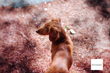 画像をギャラリービューアに読み込む, GIZMON Bokeh Lens 35mmF1.6 Cマウント【美品❗️】【実写済み❗️】FUJIミラーレス機にも!