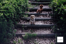 画像をギャラリービューアに読み込む, GIZMON Bokeh Lens 35mmF1.6 Cマウント【美品❗️】【実写済み❗️】FUJIミラーレス機にも!